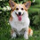 Corgi